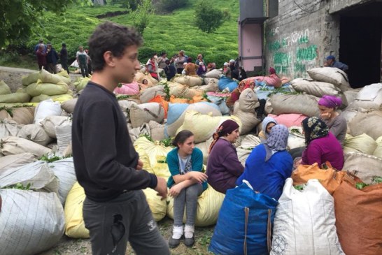 Bekaroğlu, “Çay Müstahsili Yine Mağdur Edilmiştir”