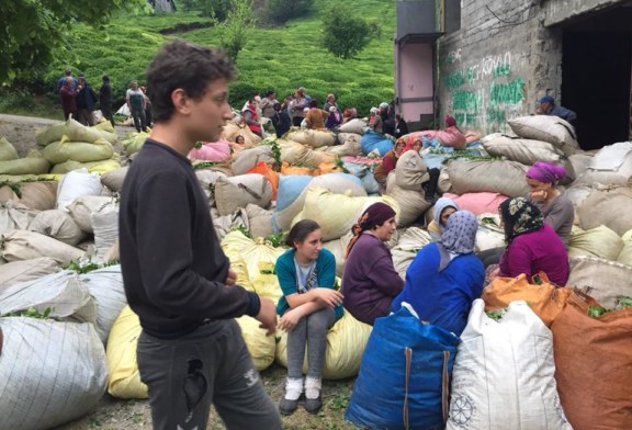 Bekaroğlu, “Çay Müstahsili Yine Mağdur Edilmiştir”